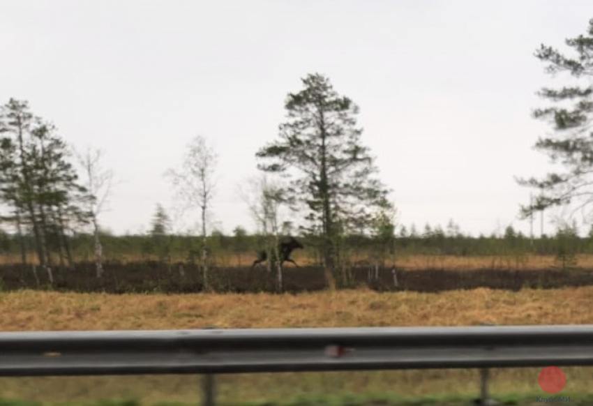 На трассе между Северодвинском и Архангельском вновь замечены лоси